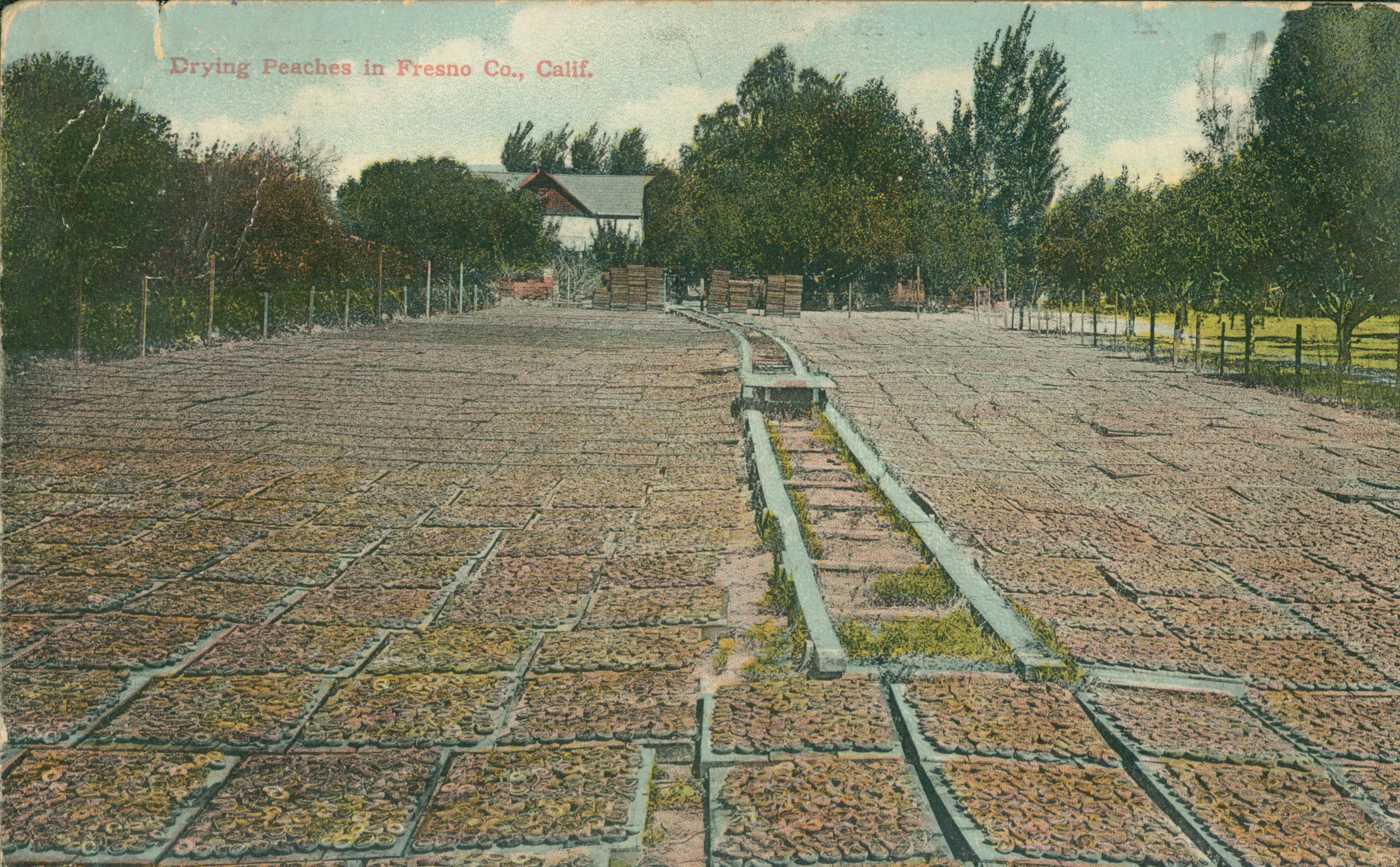 Shows a field full of drying peaches